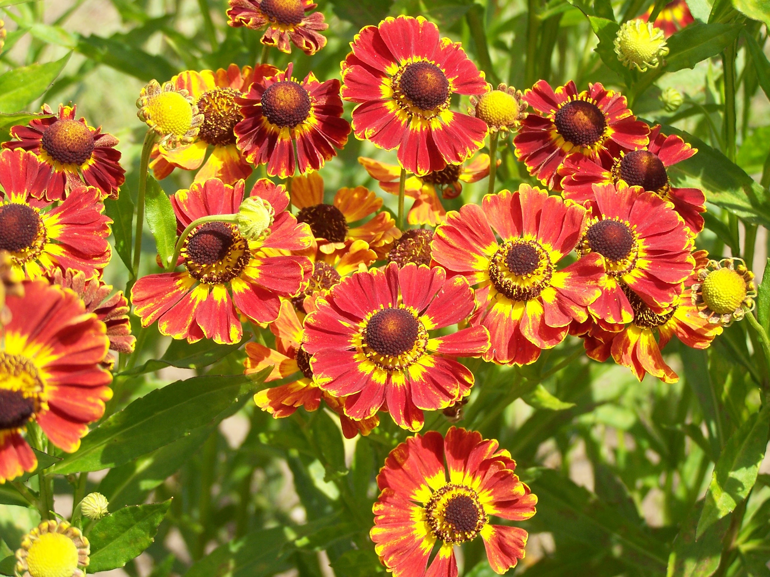 The Best Fall Blooming Flowers For Your Yard Page 9 Of 12 Bless My The Best Fall Blooming Flowers For Your Yard Page 9 Of 12 Bless My