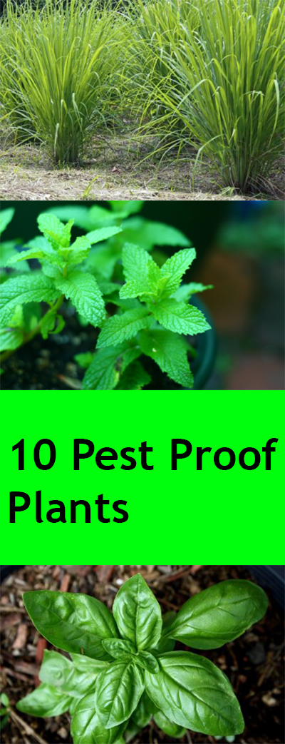 Pest proof plants, natural pesticides, pesticides, DIY garden pesticides, gardening hacks, gardening tools, easy gardening.