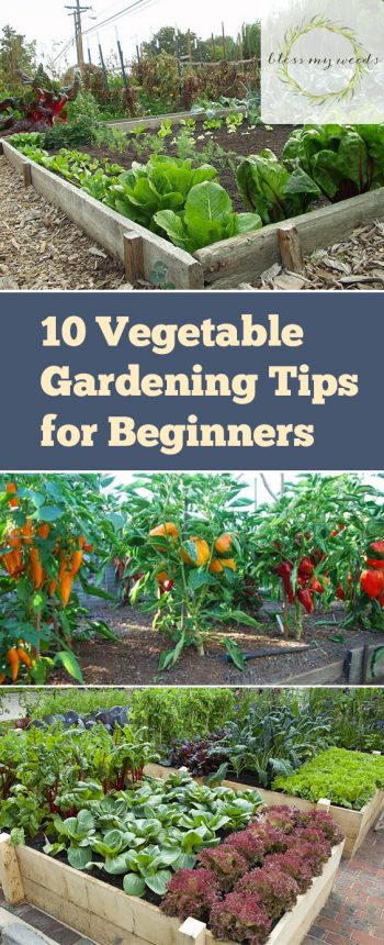 10 Vegetable Gardening Hacks Beginners NEED to Know  Bless My Weeds