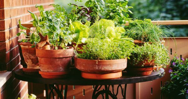 No Yard, No Problem....Apartment Gardening ~ Bless My Weeds