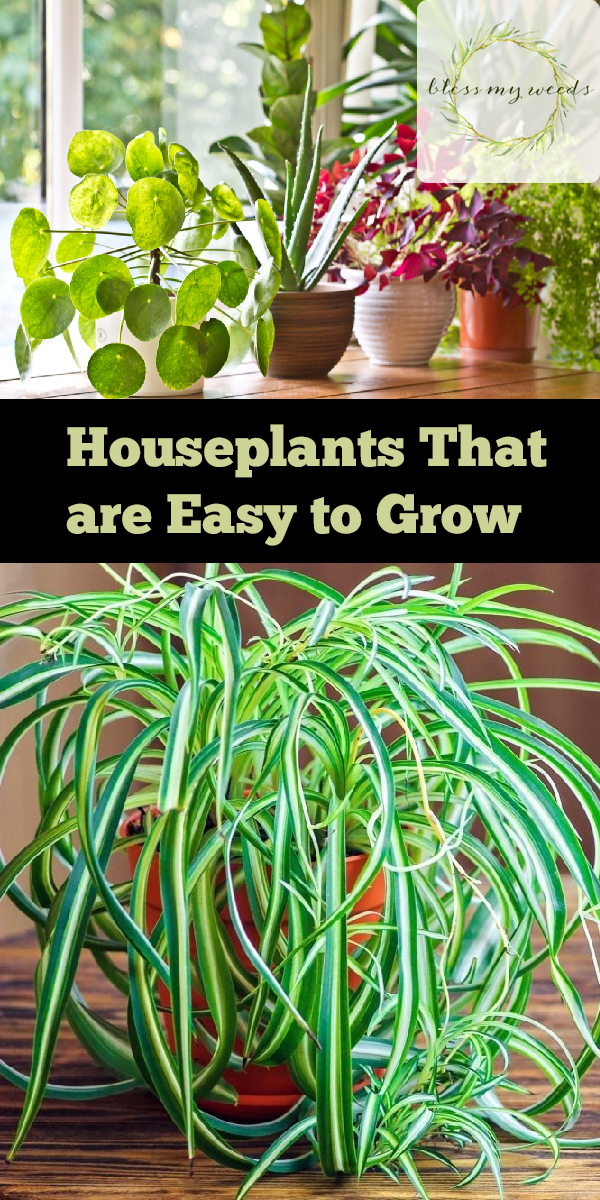 Houseplants That are Easy to Grow Bless My Weeds