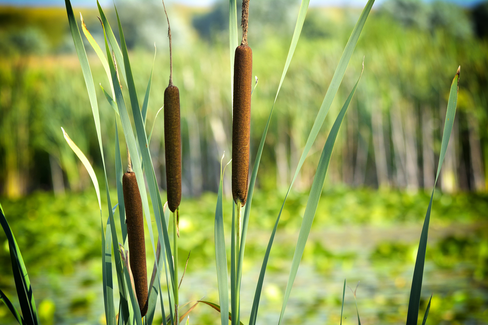 Wetland Plants: How to Use Them in Your Landscape ~ Bless My Weeds