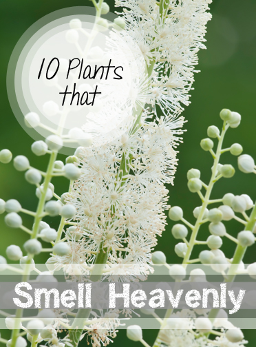 10 Plants That Smell Surprisingly Heavenly Bless My Weeds