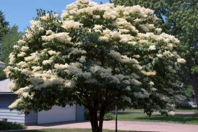 10 Perfect Trees for your Curb
