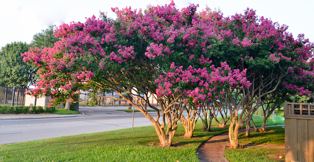 10 Perfect Trees for your Curb