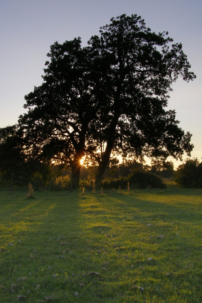 Shade Trees, Shade Trees to Grow, Trees to grow, Trees To Grow In Pots, Trees to grow in Shade, Shade Plants, Shade Garden