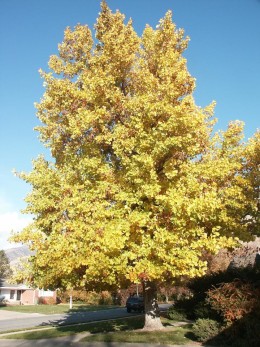 12 Fast Growing Shade Trees ~ Bless My Weeds