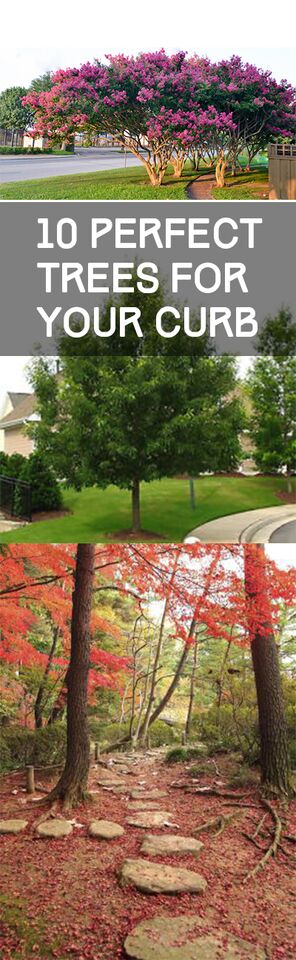 10 Perfect Trees for Your Curb ~ Bless My Weeds