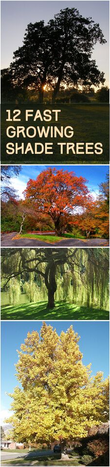 12 Fast Growing Shade Trees| Fast Growing Trees, Fast Growing Trees for Privacy, Trees, Trees for Privacy, DIY Garden Ideas, Backyard Garden Ideas, Gardening Design, Landscape Ideas, Landscaping Ideas, Landscaping Backyard #ShadeTrees #FastGrowingShadeTrees #FastGrowingShadeTreesforPrivacyrow, popular pin, trees, outdoor living, landscaping tips and tricks, landscaping inspiration.