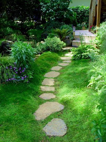 Irish moss Planted around stepping stones. Stepable plants.