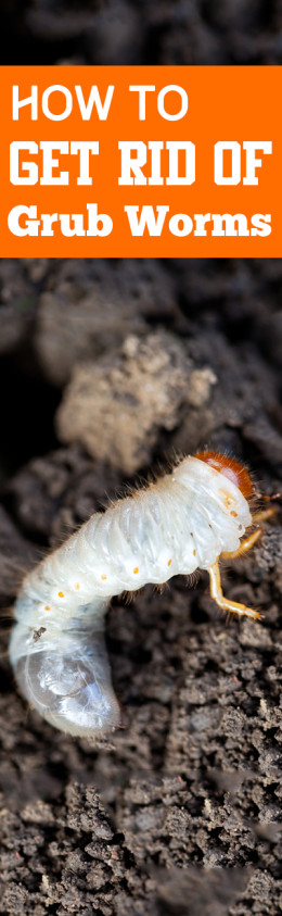 How to Get Rid of Grub Worms ~ Bless My Weeds