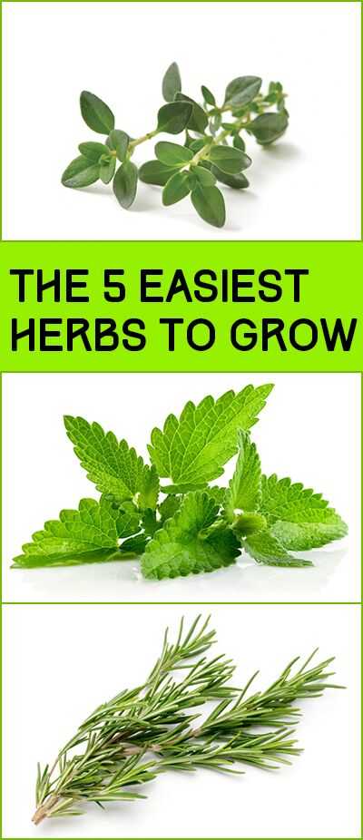 The 5 Easiest Herbs to Grow