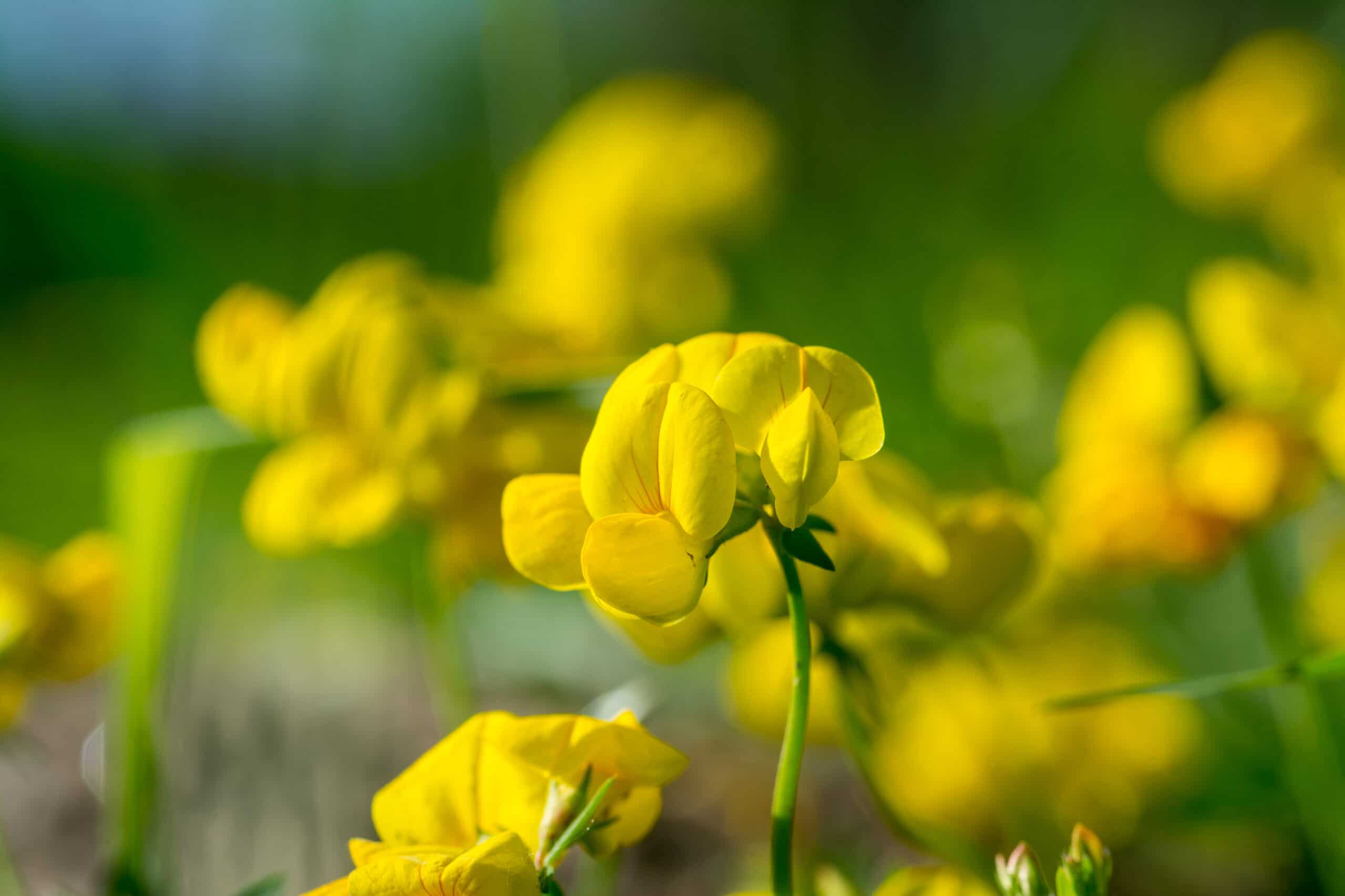 double birds-foot trefoil ground cover