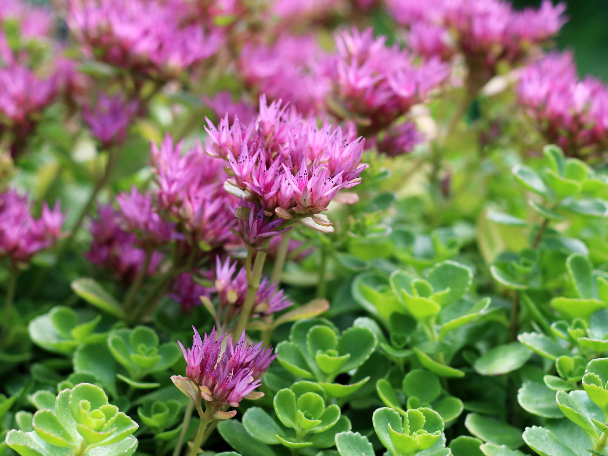 John Creech Sedum ground cover