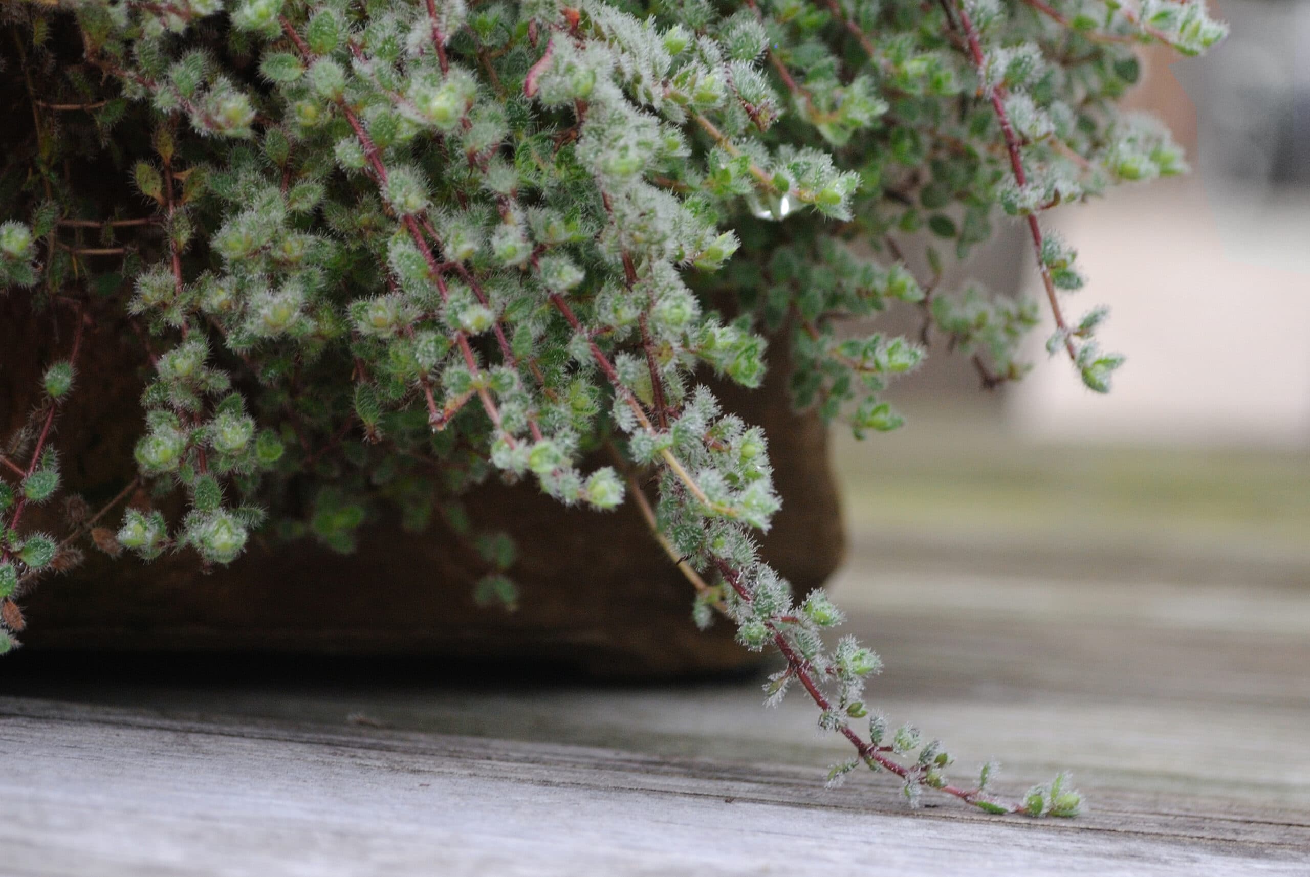 wooly Thyme. A garden stepable