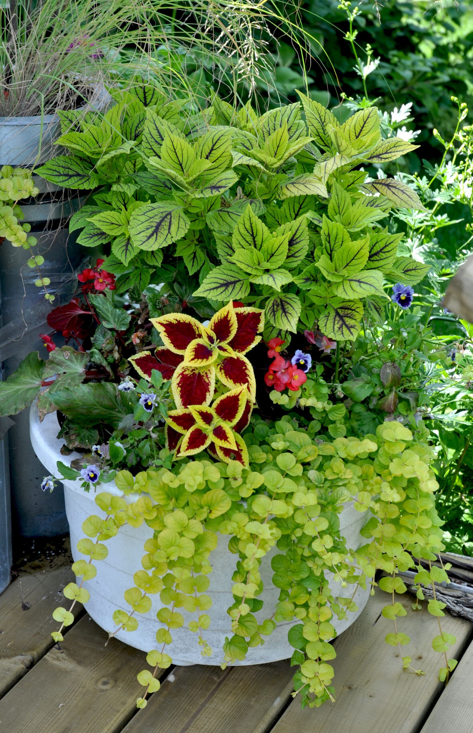 Stepable plant Golden Creeping Jenny in container.