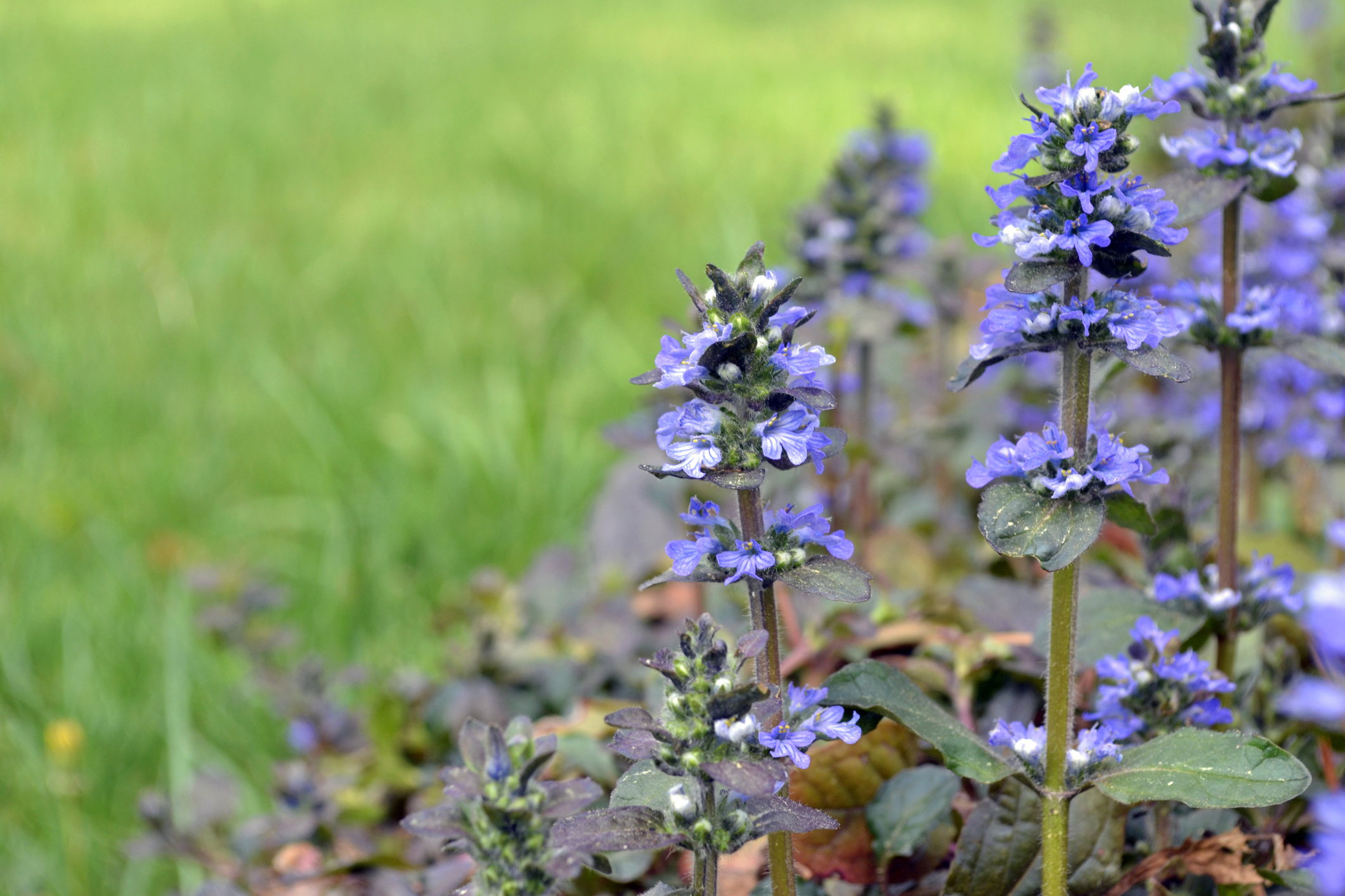 stepable plants. ajuga chocolate chip