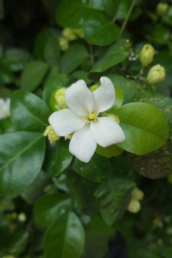 Here is a list of amazing fragrant plants that smell heavenly. Get to know 10 fragrant plants with scents to die for. Perfect for the green thumb who loves to smell what they've grown! You will love having gardenias in your yard. 