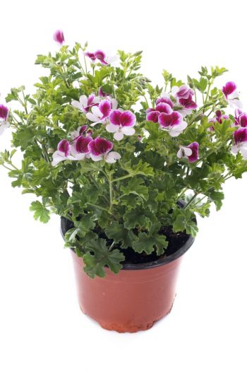 Here is a list of amazing fragrant plants that smell heavenly. Get to know 10 fragrant plants with scents to die for. Perfect for the green thumb who loves to smell what they've grown! Scented geraniums are always a great pick. 