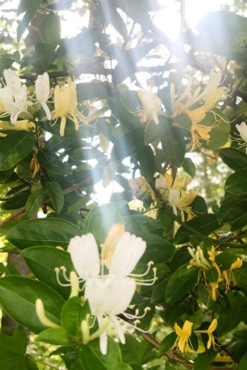 Here is a list of amazing fragrant plants that smell heavenly. Get to know 10 fragrant plants with scents to die for. Perfect for the green thumb who loves to smell what they've grown! Honeysuckles are great climbing vines that smell amazing. 