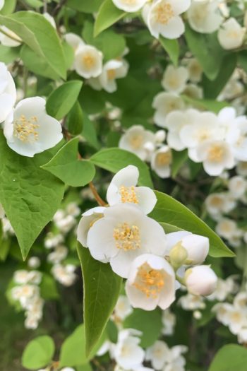 Here is a list of amazing fragrant plants that smell heavenly. Get to know 10 fragrant plants with scents to die for. Perfect for the green thumb who loves to smell what they've grown! You can't ever go wrong with Jasmine. 