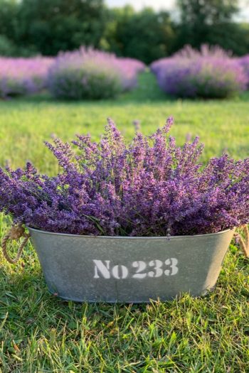 Here is a list of amazing fragrant plants that smell heavenly. Get to know 10 fragrant plants with scents to die for. Perfect for the green thumb who loves to smell what they've grown! You can't go wrong with Lavender. 