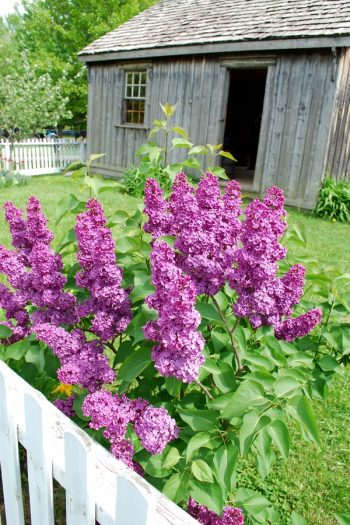 Here is a list of amazing fragrant plants that smell heavenly. Get to know 10 fragrant plants with scents to die for. Perfect for the green thumb who loves to smell what they've grown! Lilacs bushes look beautiful and smell amazing. 