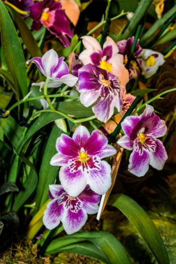 Here is a list of amazing fragrant plants that smell heavenly. Get to know 10 fragrant plants with scents to die for. Perfect for the green thumb who loves to smell what they've grown! Pansy Orchids are so beautiful and smell even better than they look. 