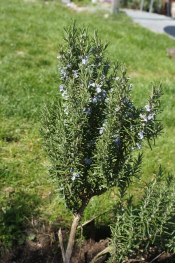 Here is a list of amazing fragrant plants that smell heavenly. Get to know 10 fragrant plants with scents to die for. Perfect for the green thumb who loves to smell what they've grown! Rosemary will make your garden smell so sweet and amazing. 