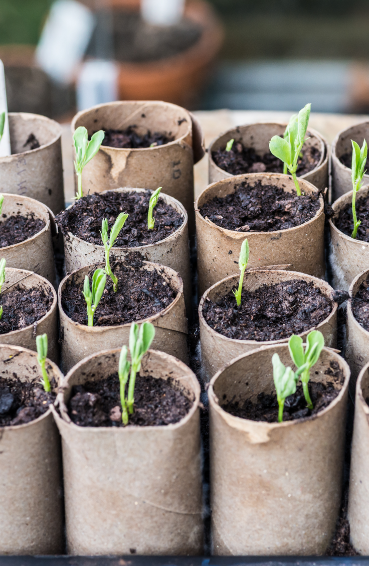 Here are 20 insanely clever gardening tips and hacks that make gardening easier. Use your old toilet paper rolls for a biodegradable pot for seedlings. 