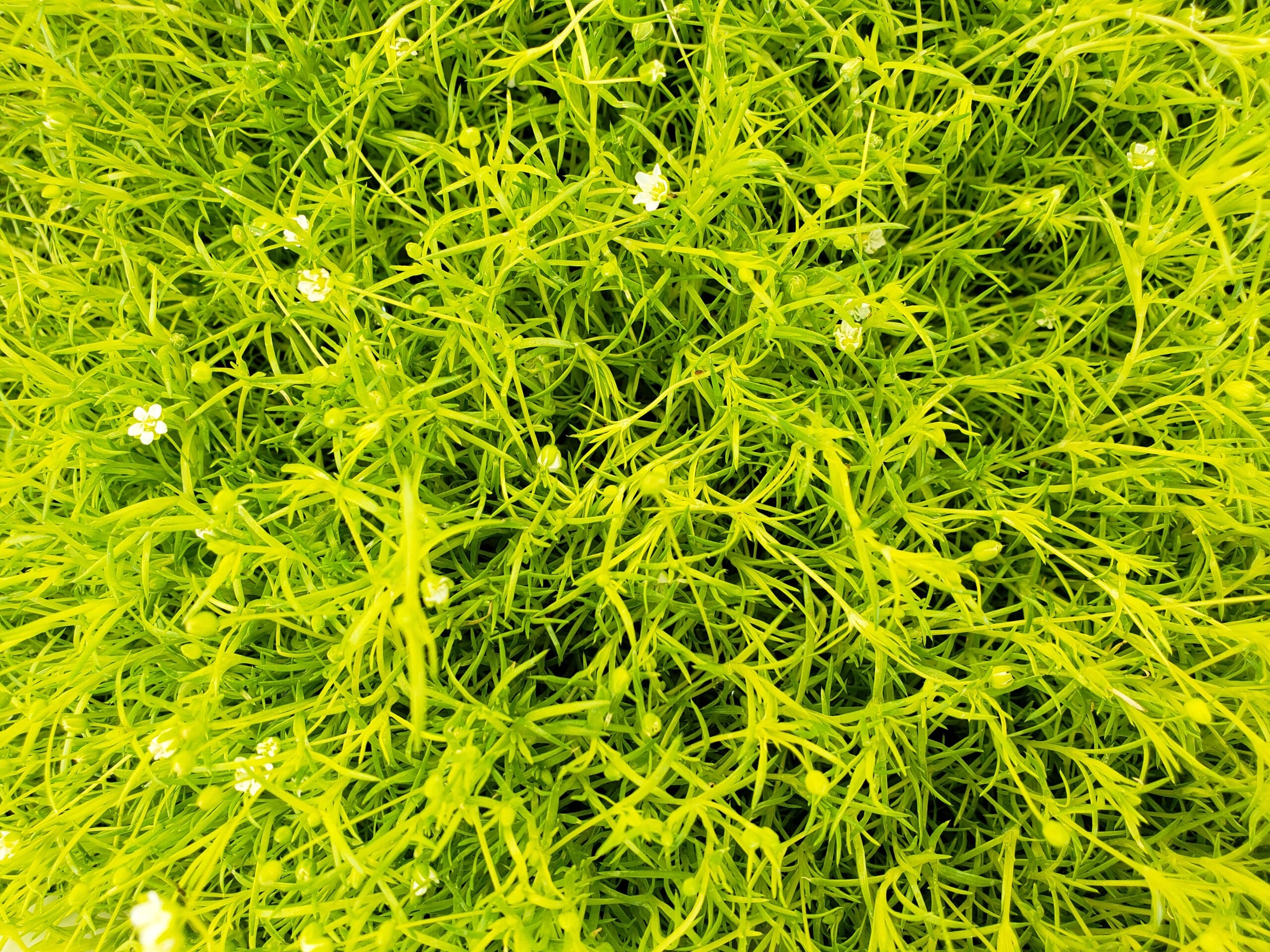 Scotch Moss-stepable ground cover. Lime green leaves with white flowers.