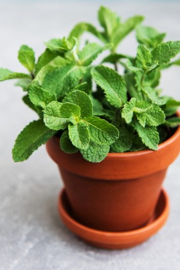 Here is a list of amazing fragrant plants that smell heavenly. Get to know 10 fragrant plants with scents to die for. Perfect for the green thumb who loves to smell what they've grown! Mint is a great one to grow indoors because it will make your house smell so fresh and clean. 