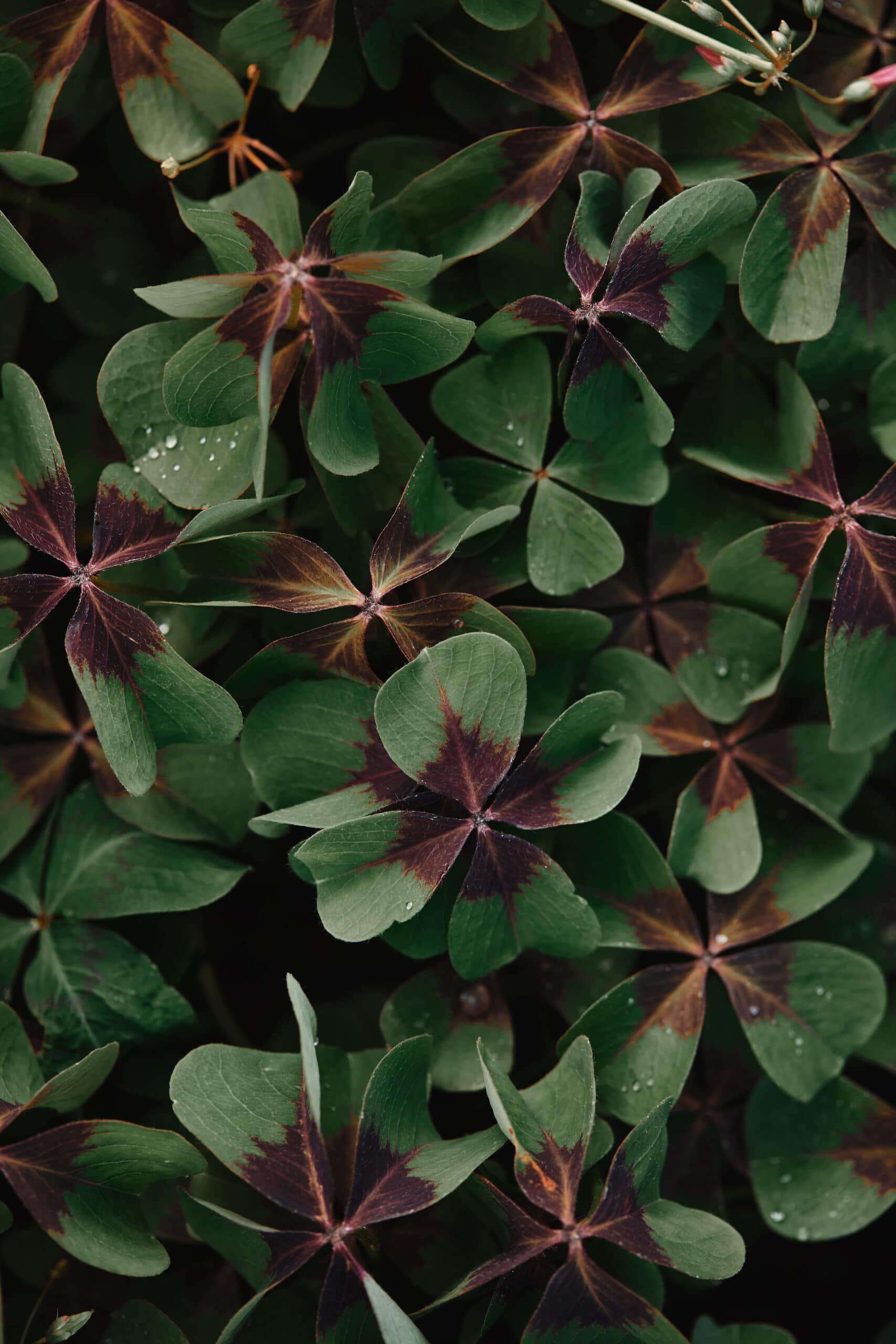 Bronze Dutch Clover