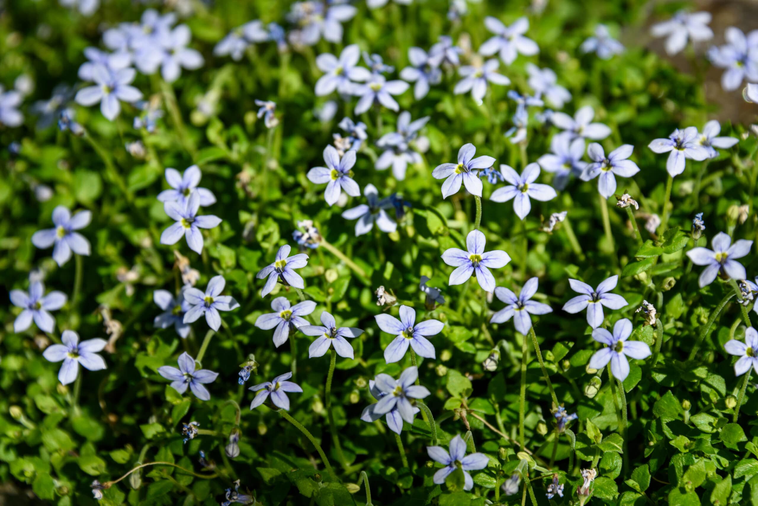 Creeping Blue Star Ground Cover