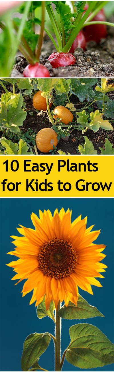 10 Easy Plants for Kids to Grow