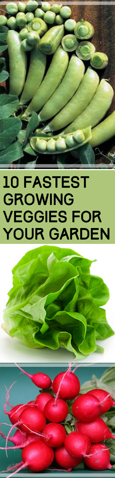 Fast growing veggies, vegetable gardening, growing vegetables, popular pin, gardening hacks, gardening tips.