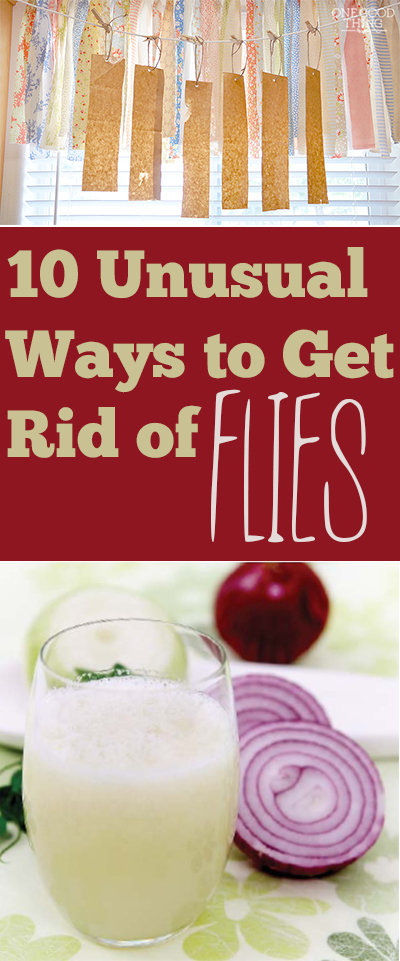 How to Get Rid of Flies Outside on Porch or in Backyard