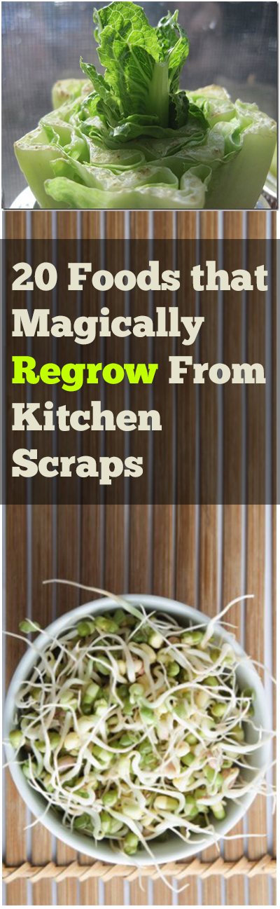 20 Foods that Magically Regrow From Kitchen Scraps