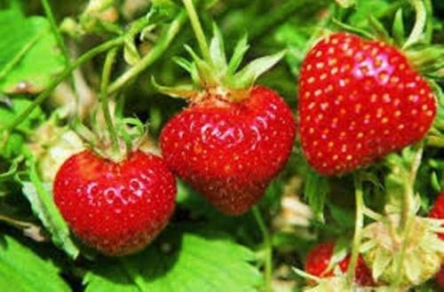 Grow strawberries