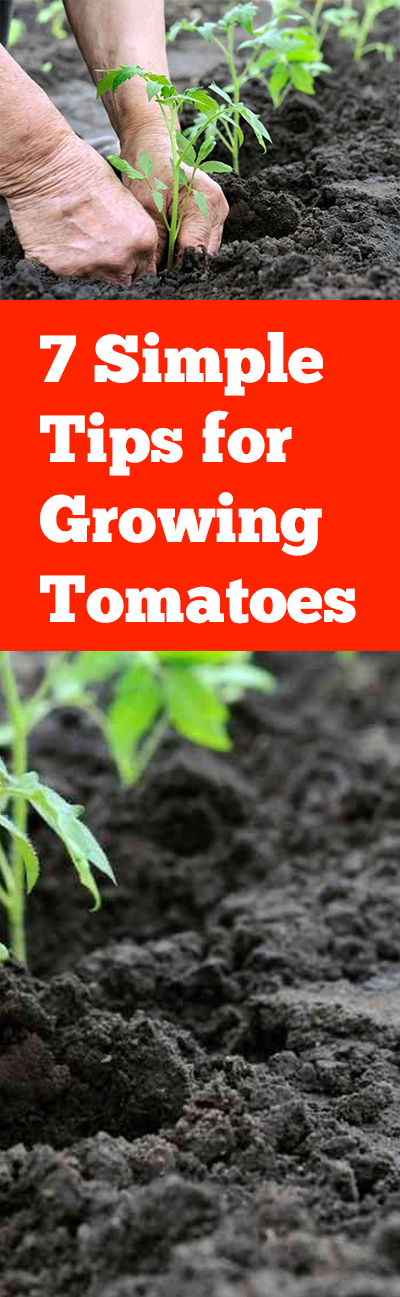 Tomato gardening, gardening tomatoes, tomato gardening tips, popular pin, gardening, vegetable gardening tips, vegetable gardening hacks.