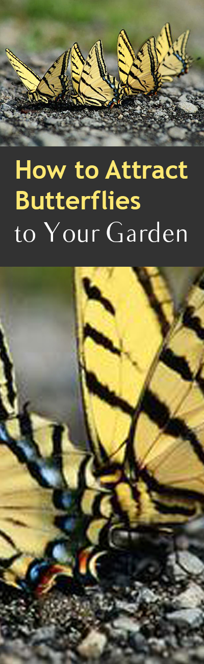 Butterflies, attract butterflies, gardening, gardening hacks, pest control, popular pin, natural gardening hacks, yard and landscape.