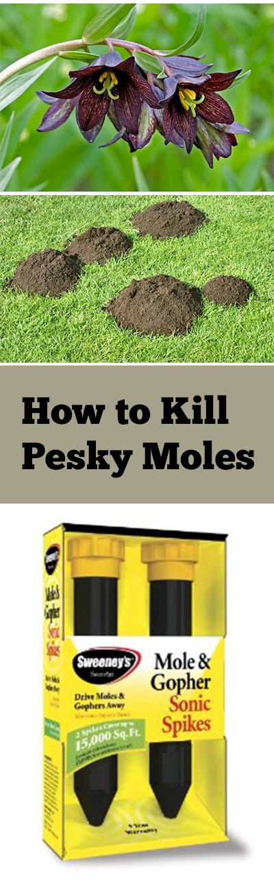 Natural pest control, mole control, pest control, getting rid of moles and voles, gardening hacks, garden pest control, tips and tricks, gardening tips and tricks, popular pin