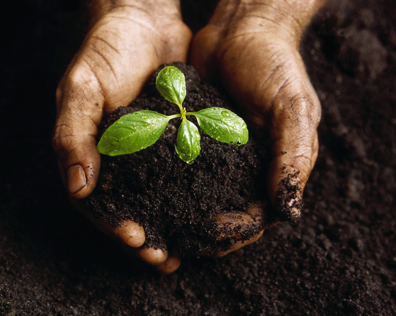 Hands Holding a Seedling and Soil