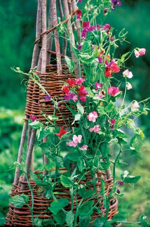 DIY garden trellis make from limbs