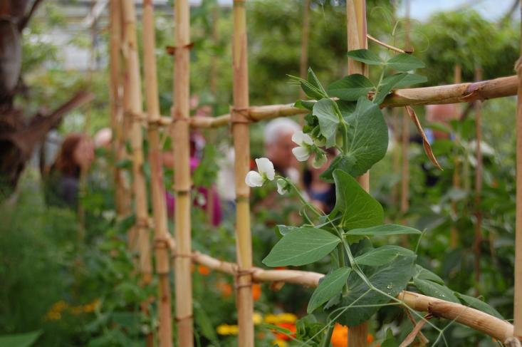 Bamboo in a grid pattern creating a DIY Garden Trellis