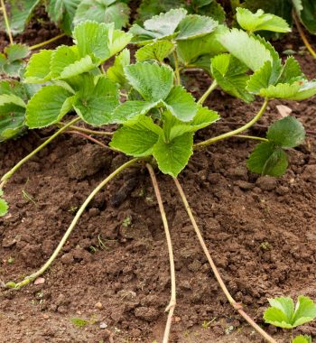 Grow strawberries