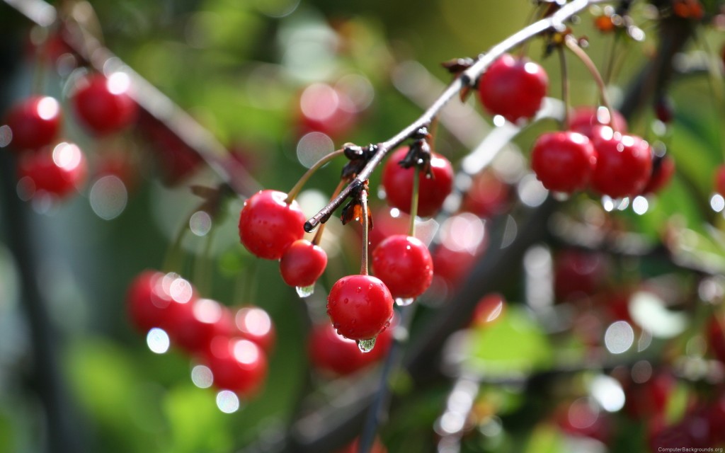 22-food-scraps-that-magically-regrow-bees-and-roses