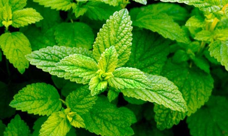 Don’t worry anymore about those pesky bugs, try some of these mosquito repelling plants! You will love this Lemon Balm plant! 