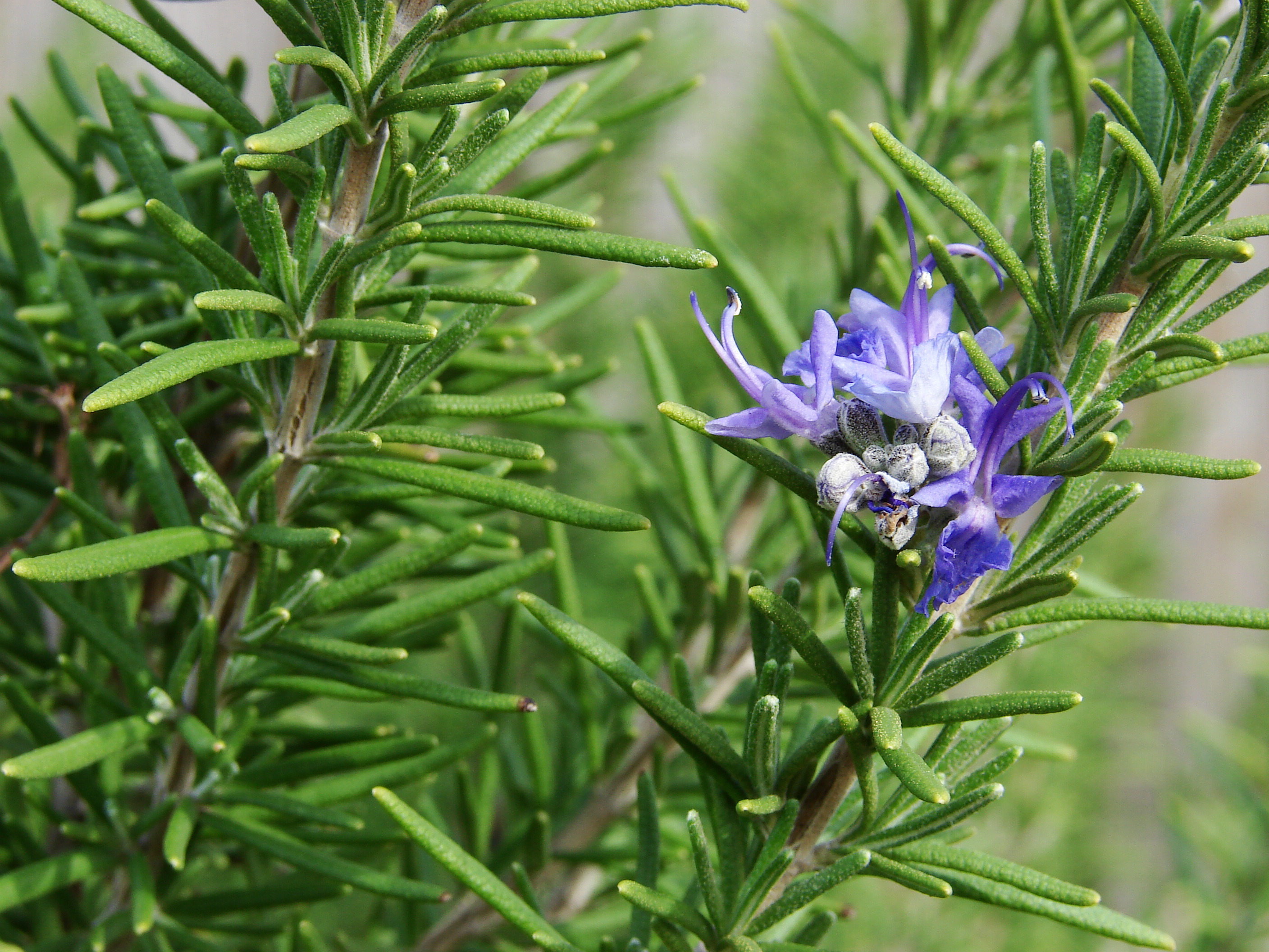 Don’t worry anymore about those pesky bugs, try some of these mosquito repelling plants! You will love having rosemary in your backyard! 
