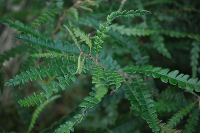 Don’t worry anymore about those pesky bugs, try some of these mosquito repelling plants! Sweet fern really helps to keep the mosquitoes away. 
